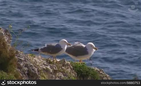 Two seagulls sit in strong wind on a rock covered with grass and yellow flowers by the blue sea.