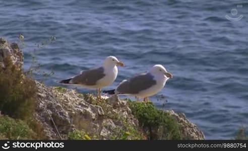 Two seagulls sit on a rock covered with grass and yellow flowers by the blue sea in strong wind.