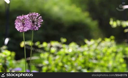 Two violet ball flowers swinging in the wind. Blurry greenery in the background