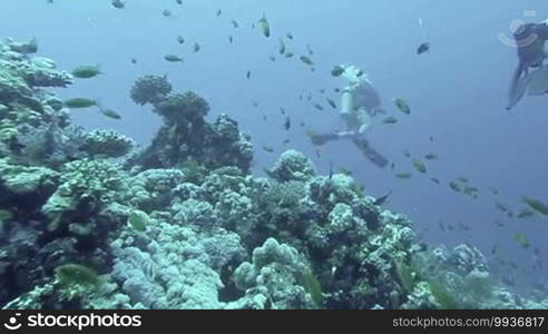 Underwater coral reef landscape with colorful fish