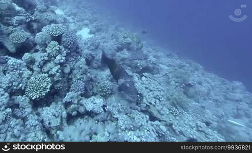 Underwater coral reef landscape with colorful fish