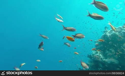 Underwater coral reef landscape with colorful fish