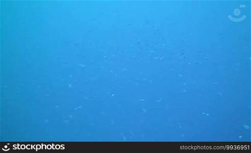 Underwater landscape in Grand Cayman