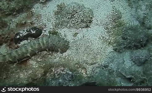 Underwater landscape in Grand Cayman