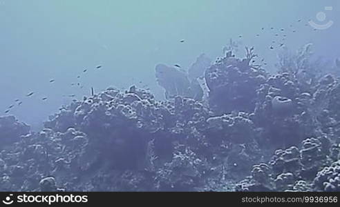 Underwater landscape in Grand Cayman