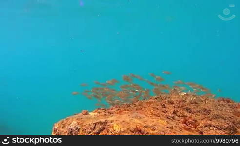 Underwater life with a school of fish