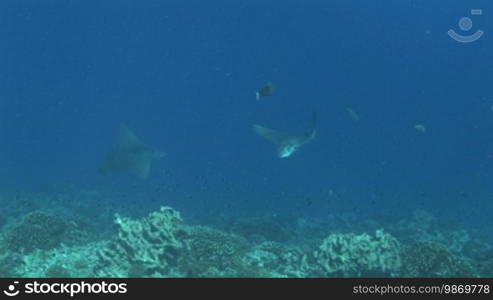 Underwater shots