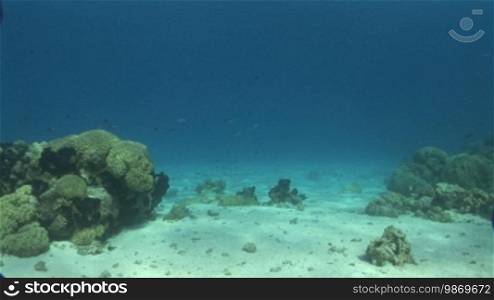 Underwater shots from the seabed