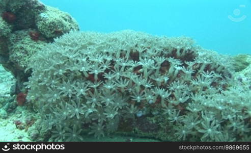 Underwater shots of tube corals, Knopia octocontacanalis