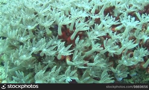 Underwater shots of tube corals, Knopia octocontacanalis