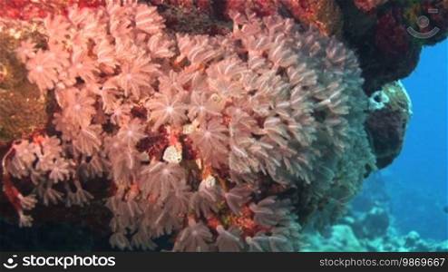 Underwater shots of tube corals, Knopia octocontacanalis