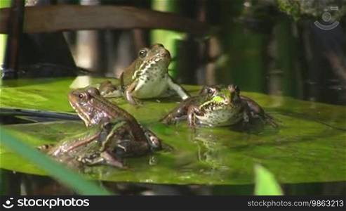 Vier Frösche, ein kleiner, drei große, sitzen auf einem großen grünen Blatt / Seerosenblatt in einem ruhigen Gewässer / Teich, zwei springen weg.