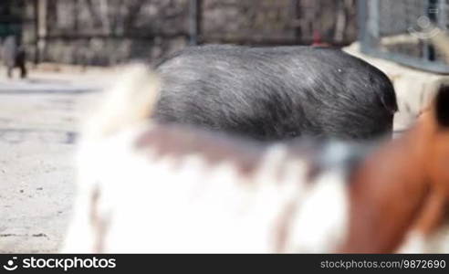 Vietnamese dwarf pig mother with her baby