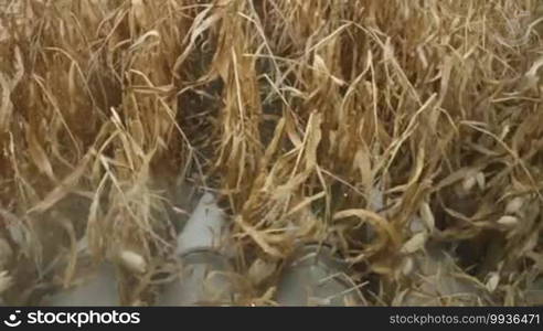 View from the cab of combine harvester harvesting crop of corn in farmland