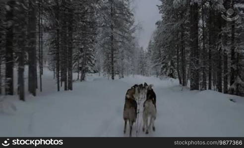 View from the moving sledge to running team of husky dogs and winter wood landscape. Northern traveling in Finland