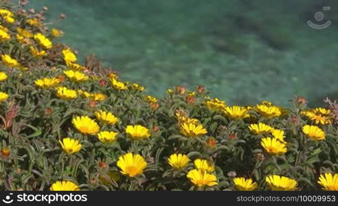 View from yellow flower meadow to the clear turquoise blue sea with rocks, coast of the Algarve, Portugal.