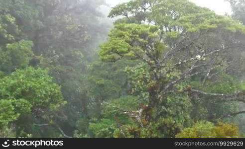 View of Monteverde National Park in Costa Rica, Central America. Nature, natural landscape, environment protection, jungle, rainforest, cloud forest, trees canopy from sky tram, aerial cable car