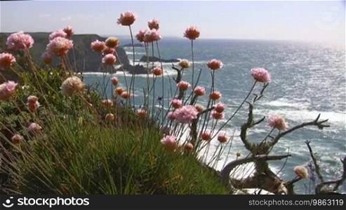View of the ocean from a colorful flower meadow; high cliffs/rocks in the sea, the sun reflects/glitters in the water; coast of the Algarve in Portugal; light wind, blue sky.