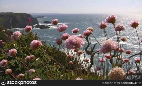 View of the ocean from a colorful flower meadow; high cliffs/rocks in the sea, the sun reflects/glitters in the water; coast of Algarve in Portugal; light wind, blue sky.