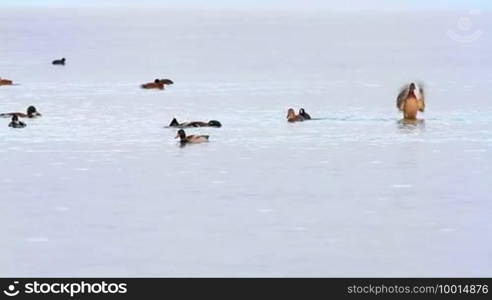 Water birds on the lake