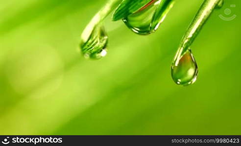 Water drop falling from grass leaf close-up