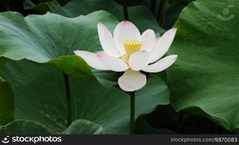 Water lily in the pond.