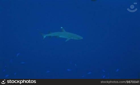 Weißspitzen-Riffhai (Triaenodon obesus), whitetip shark, in the sea.