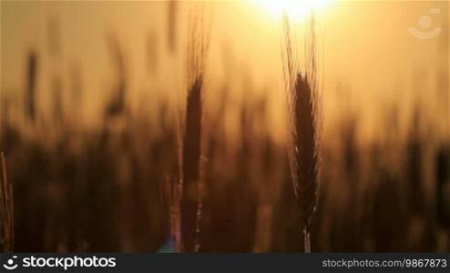 Wheat at dawn. HD shot with motorized slider.