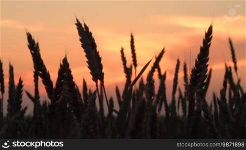 Wheat straws at sunset