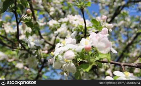 White and pink apple blossom then slow focus on apple tree, close-up