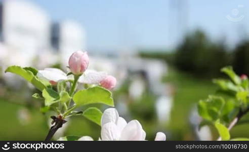 White and pink apple blossom then slow focus on compressor station with turbine, close-up