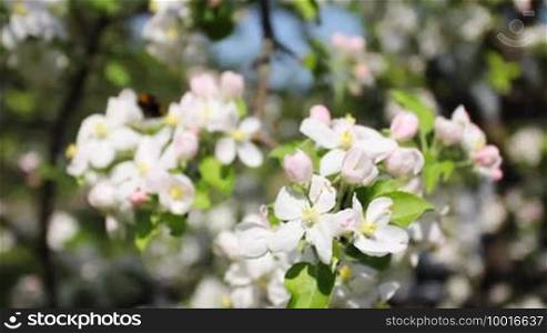 White and pink apple blossom with bumblebee flying around, close-up