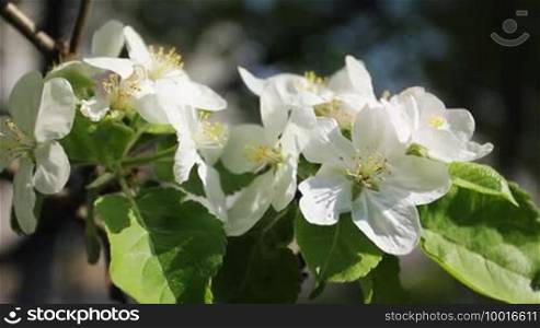White apple blossom on branch with green leaves, close-up