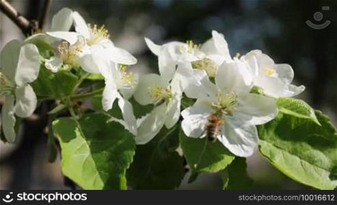 White apple blossom with bumblebee flying around, close-up