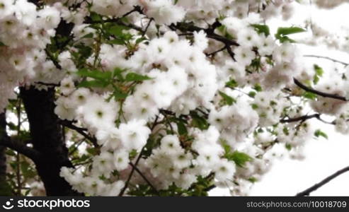 White cherry blossom in wind.