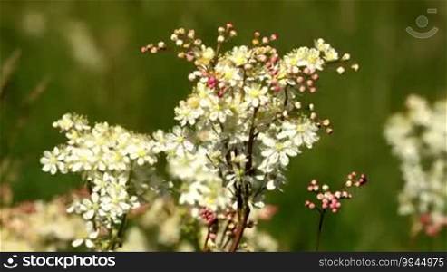 White flower of Dropwort (Filipendula vulgaris)