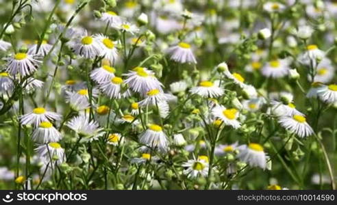 White flowers in spring