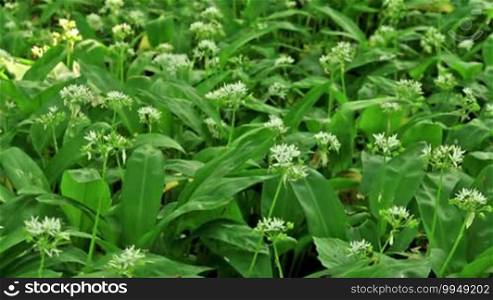 White flowers of Allium ursinum or wild garlic or Ramson