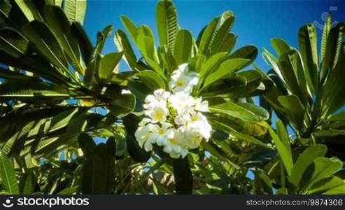 White Franjipani flowers with green leaves on blue sky background