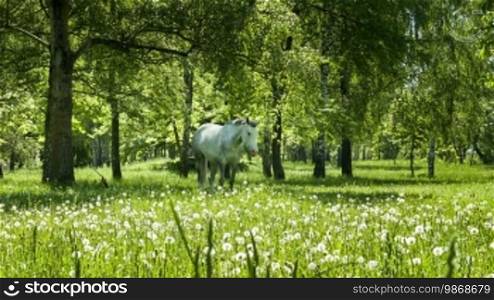 White horse on green grass