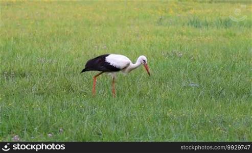 White stork on the meadow