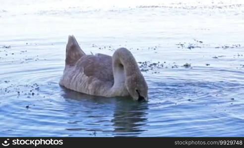 White swan on the lake