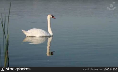 White swan on the water.