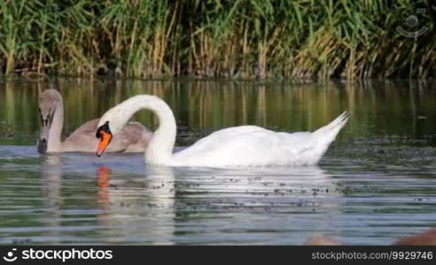 White swans on the lake