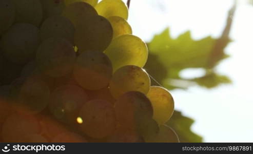 White wine grapes hanging from the tree