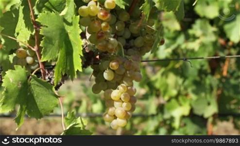 White wine grapes hanging from the tree