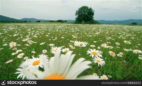 Wild daisies in meadow