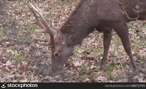 Wild deer grazing in a fenced area