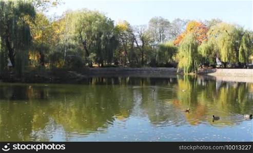 Wild ducks swim in the lake in the autumn city park