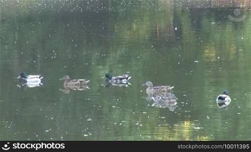 Wild ducks swimming in the pond